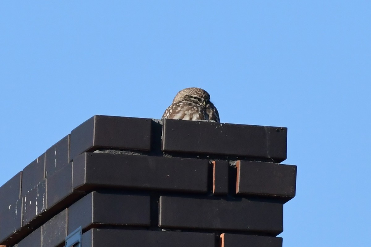 Little Owl - ML645542440