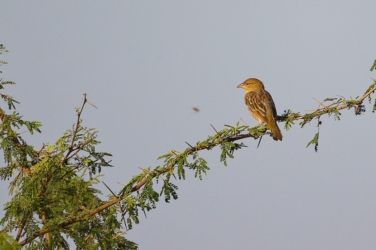 Иволговый ткач - ML645542449