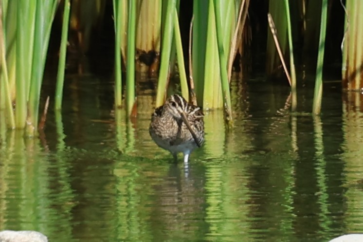 Agachadiza Común - ML645542459