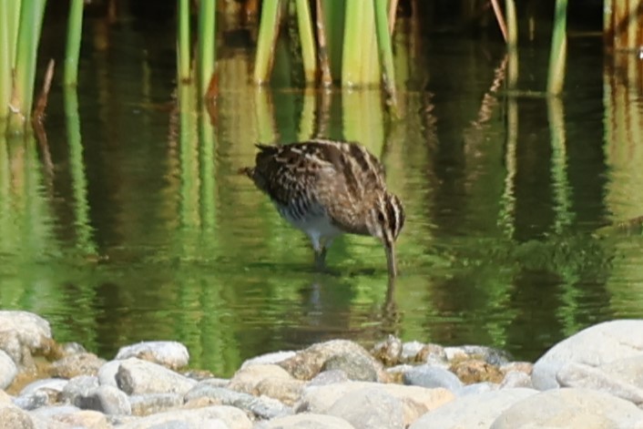 Agachadiza Común - ML645542460