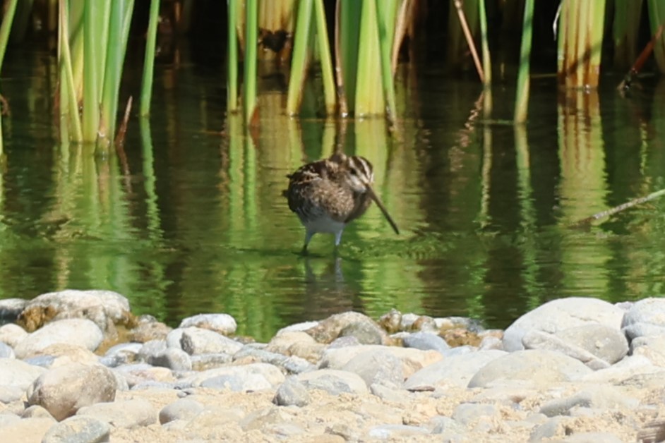 Agachadiza Común - ML645542461