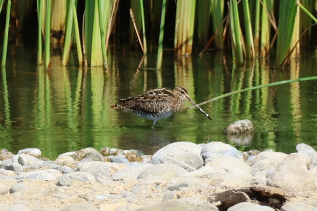 Agachadiza Común - ML645542462