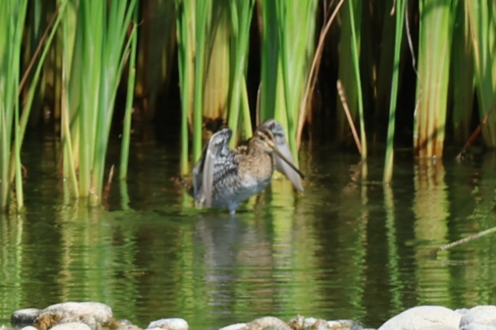 Agachadiza Común - ML645542463