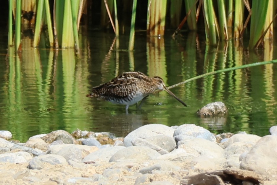 Agachadiza Común - ML645542464