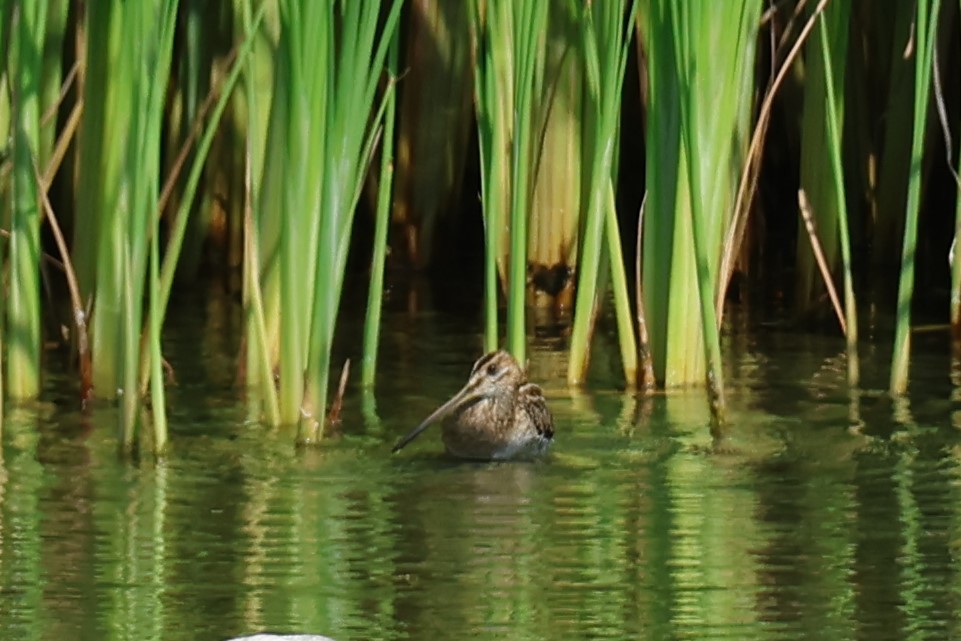 Agachadiza Común - ML645542465