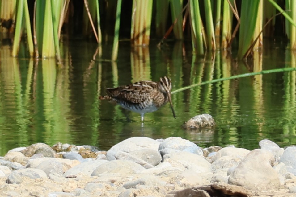 Agachadiza Común - ML645542469