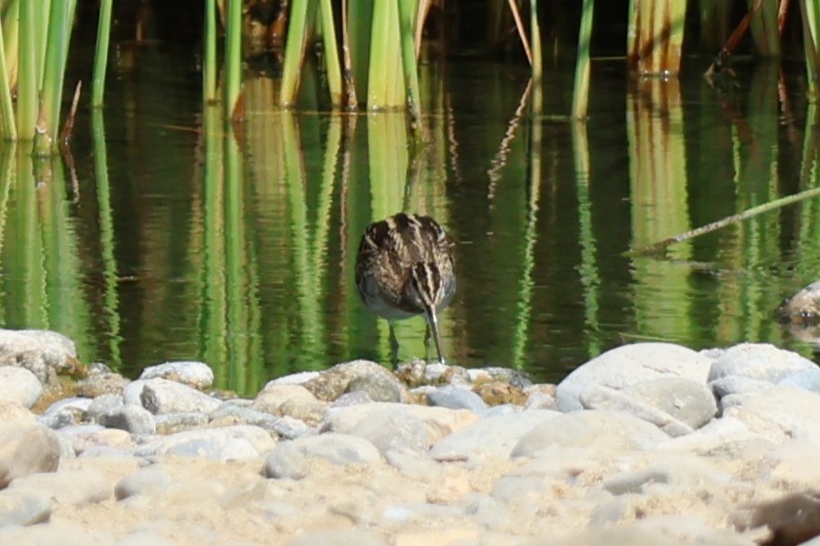 Agachadiza Común - ML645542470