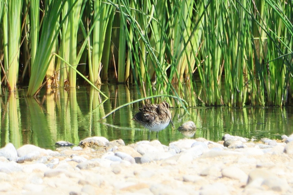 Agachadiza Común - ML645542471