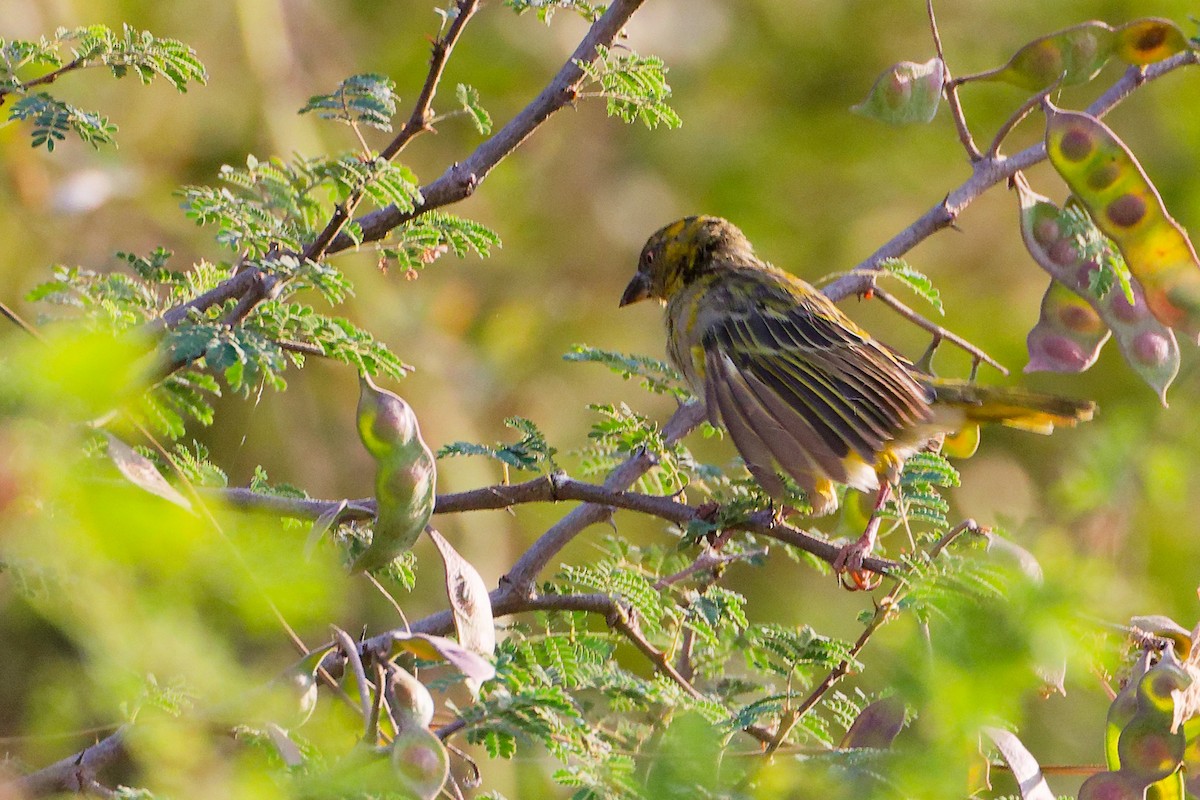 Иволговый ткач - ML645542473