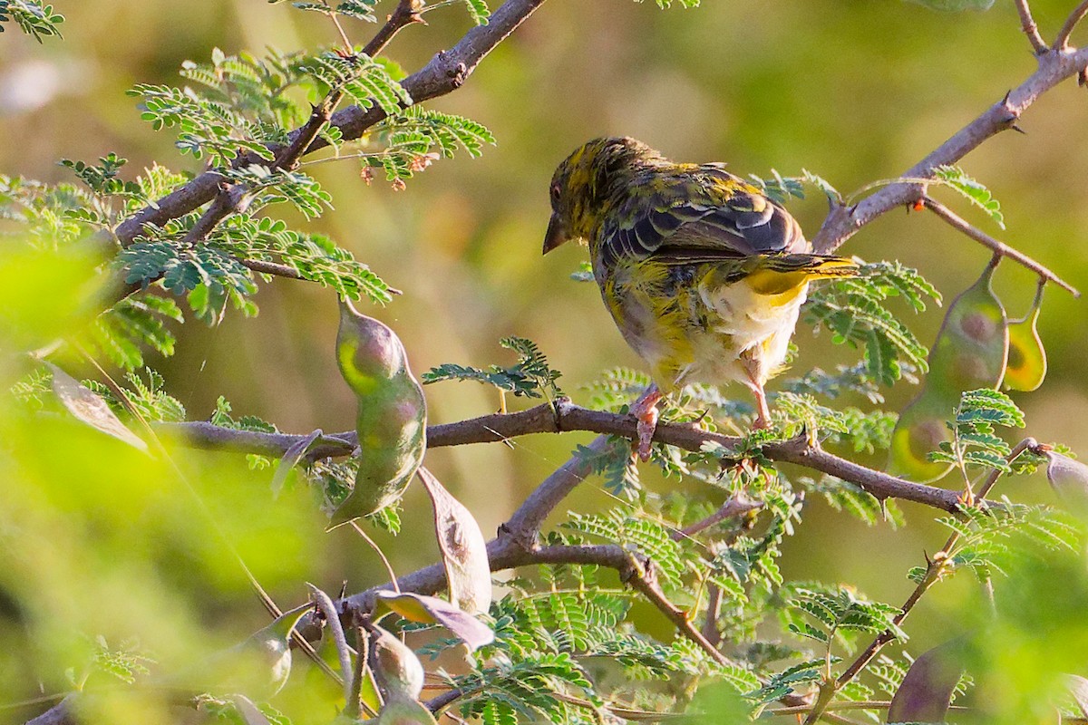 キイロハタオリ - ML645542474