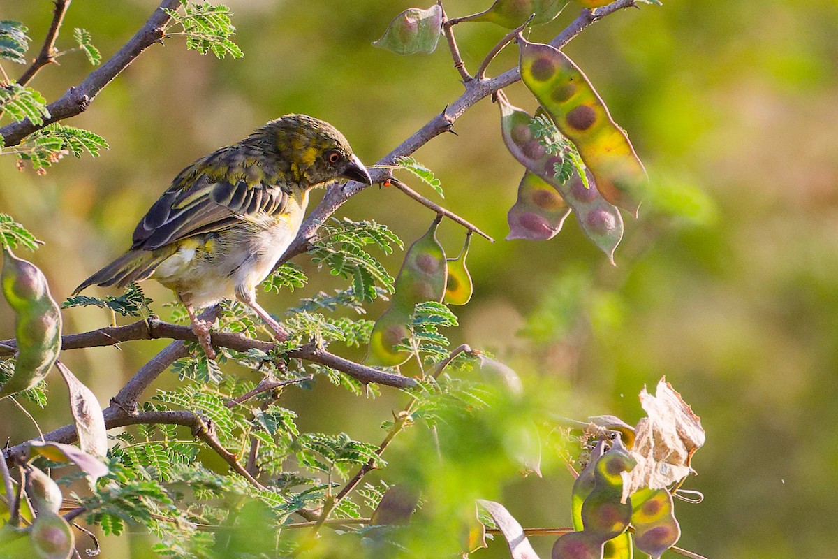 Иволговый ткач - ML645542475