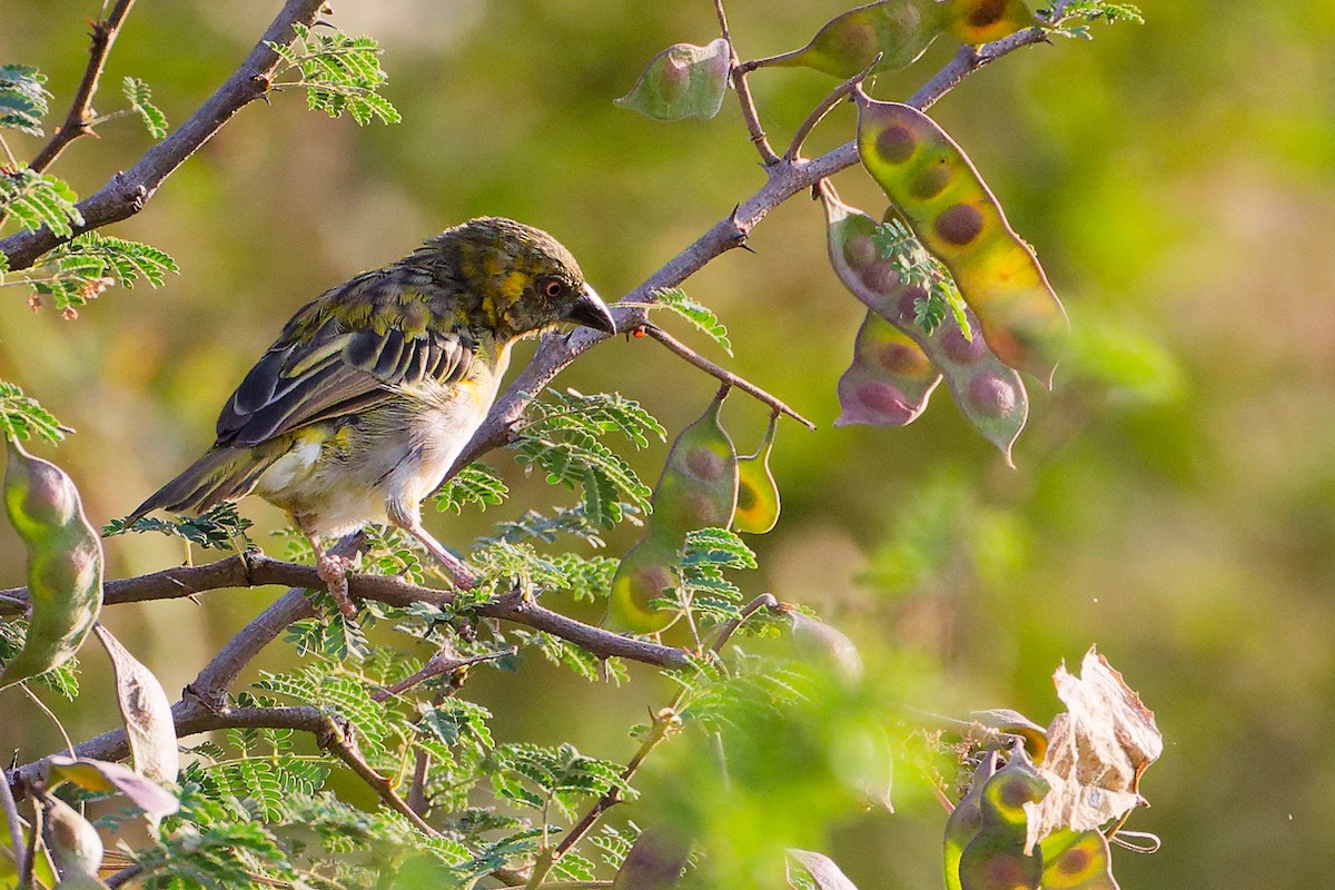 Иволговый ткач - ML645542478