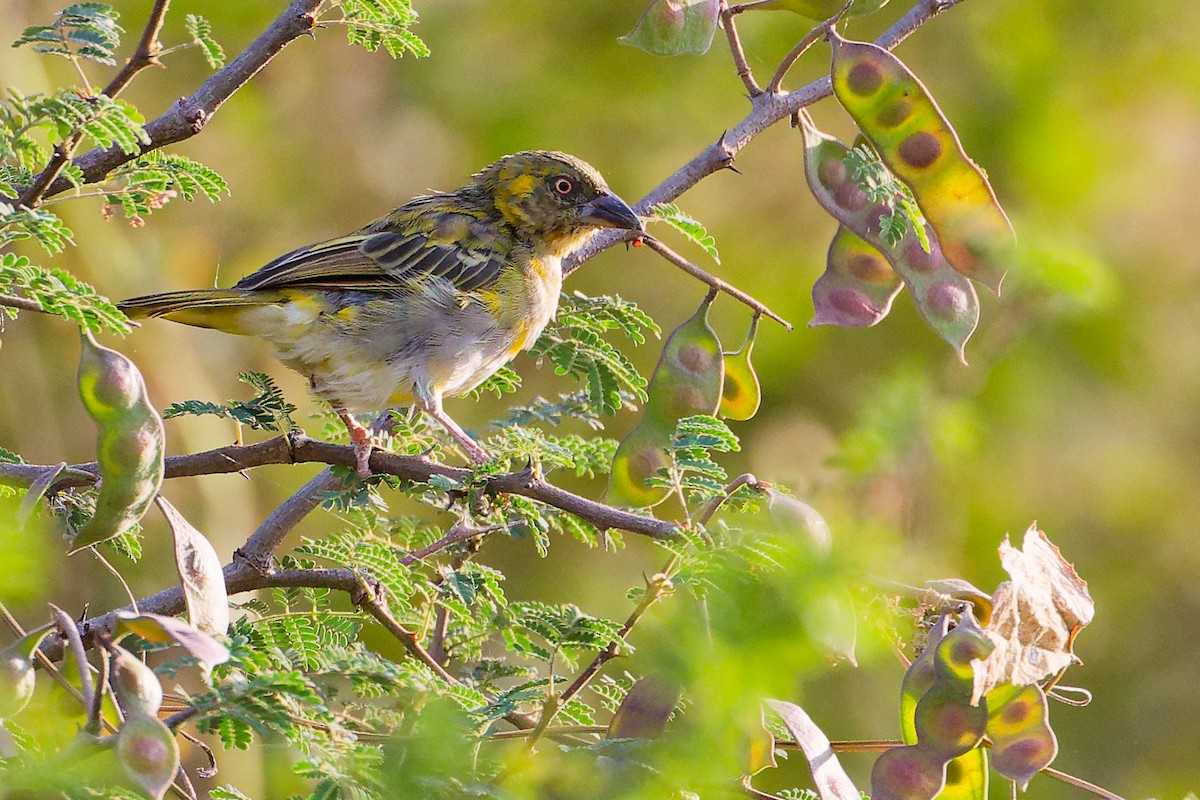 Иволговый ткач - ML645542479