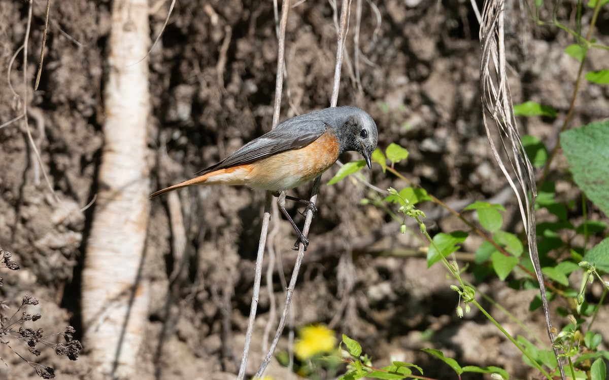 Common Redstart (Ehrenberg's) - ML645542480