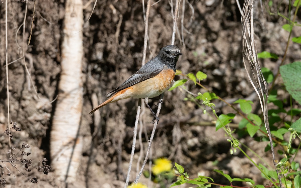 Common Redstart (Ehrenberg's) - ML645542481