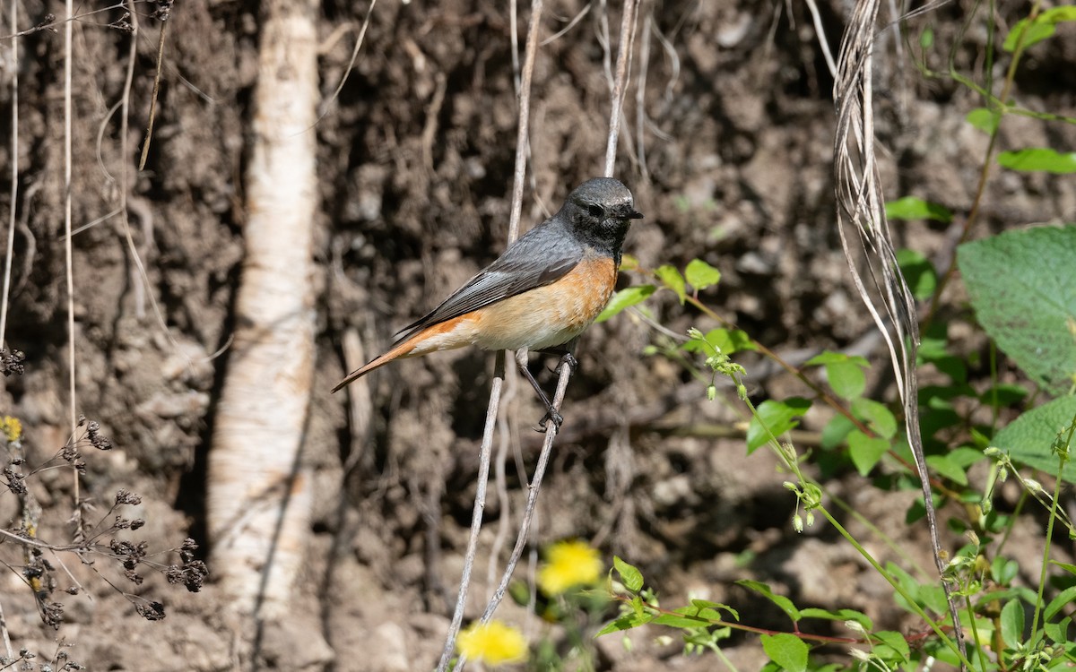 Common Redstart (Ehrenberg's) - ML645542482