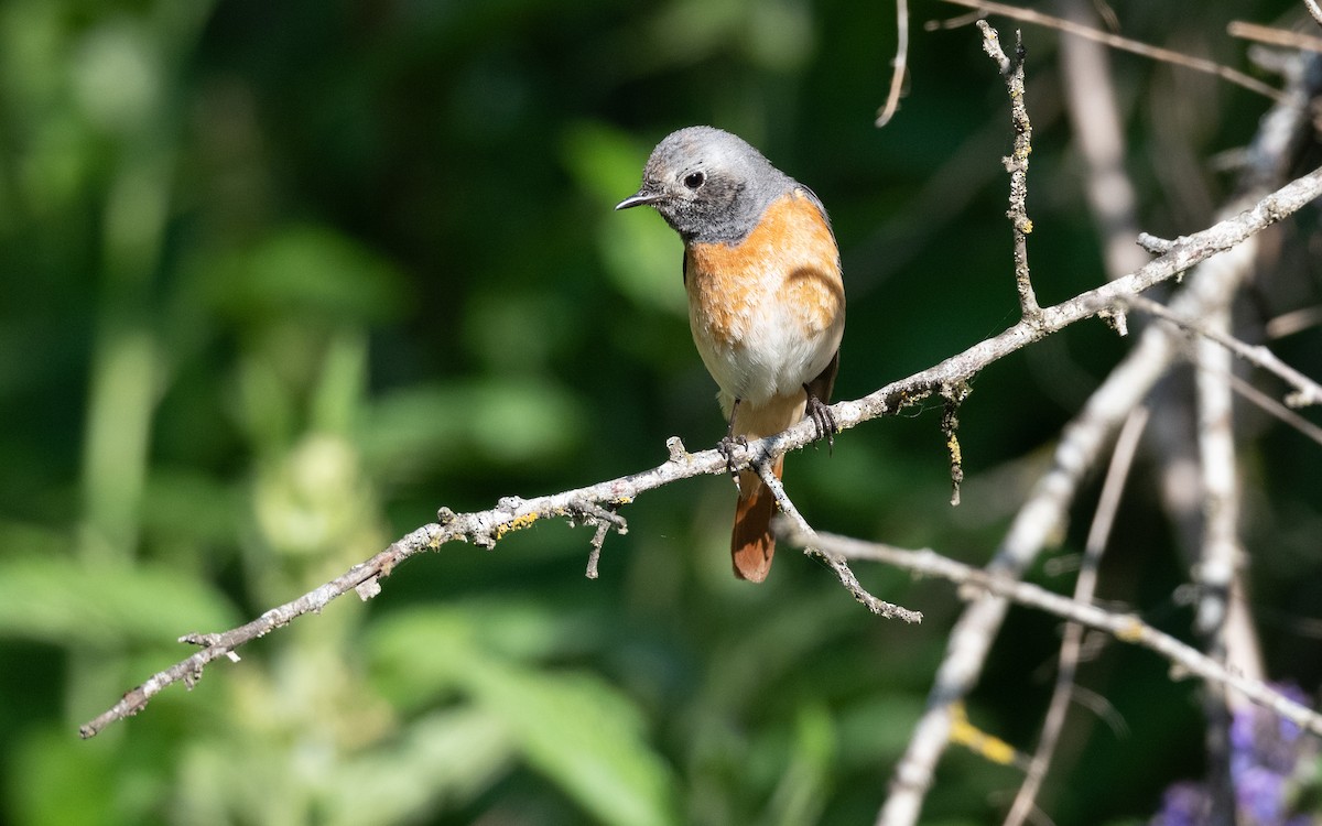 Common Redstart (Ehrenberg's) - ML645542483