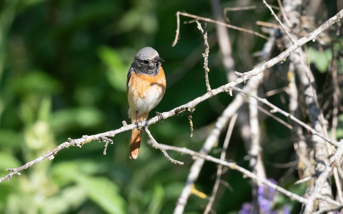 Common Redstart (Ehrenberg's) - ML645542484