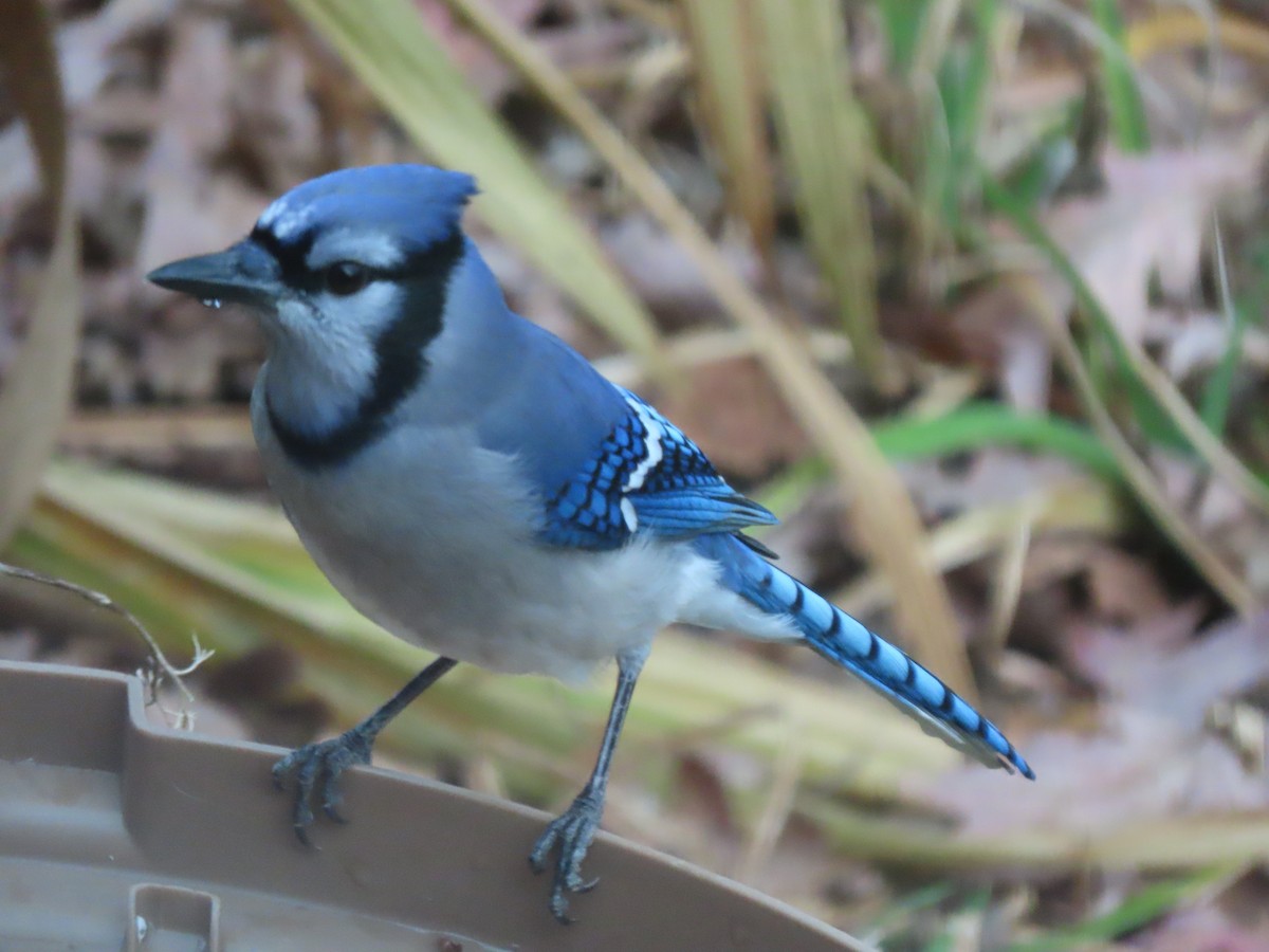 アオカケス - ML645542485