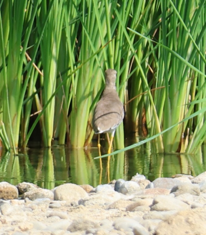 オジロゲリ - ML645542487