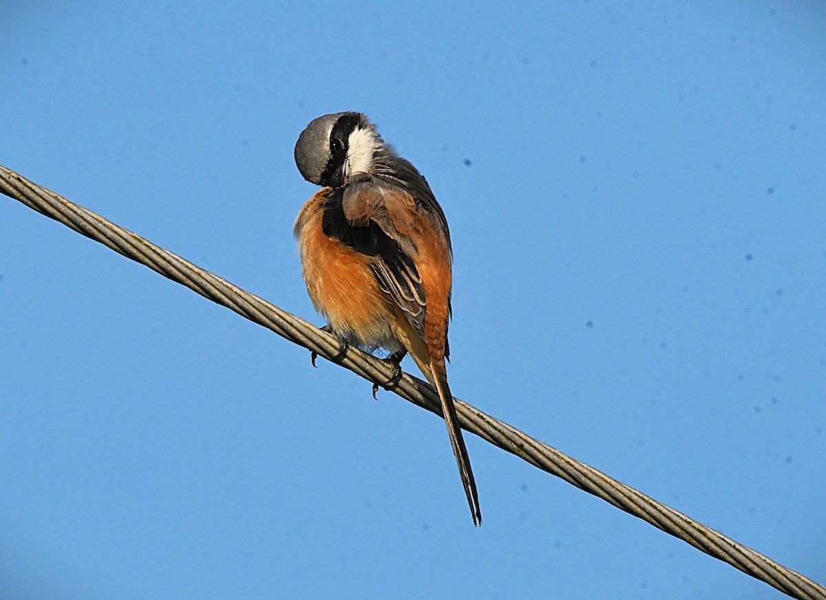 タカサゴモズ - ML645542488