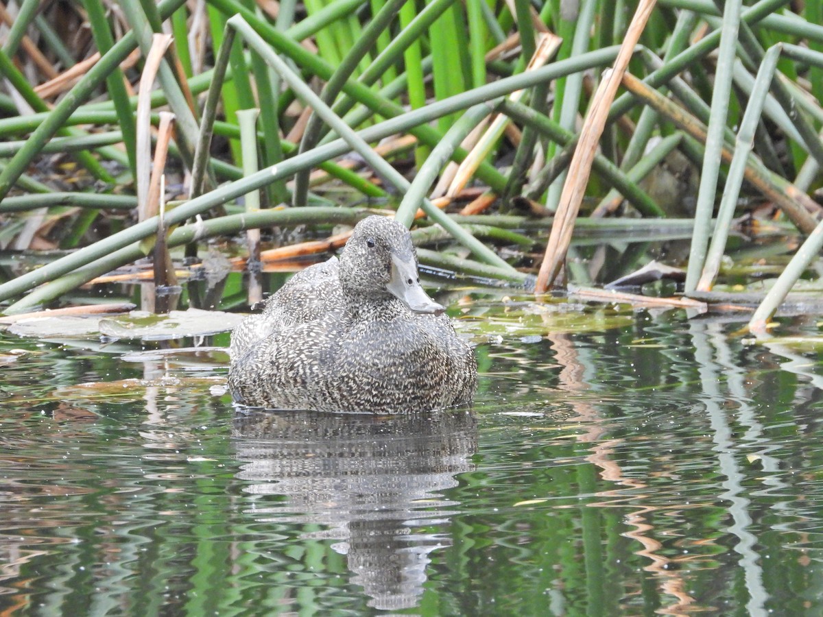 ゴマフガモ - ML645542489