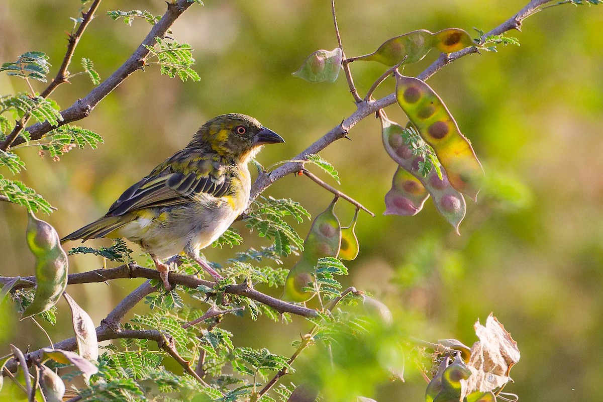 キイロハタオリ - ML645542490