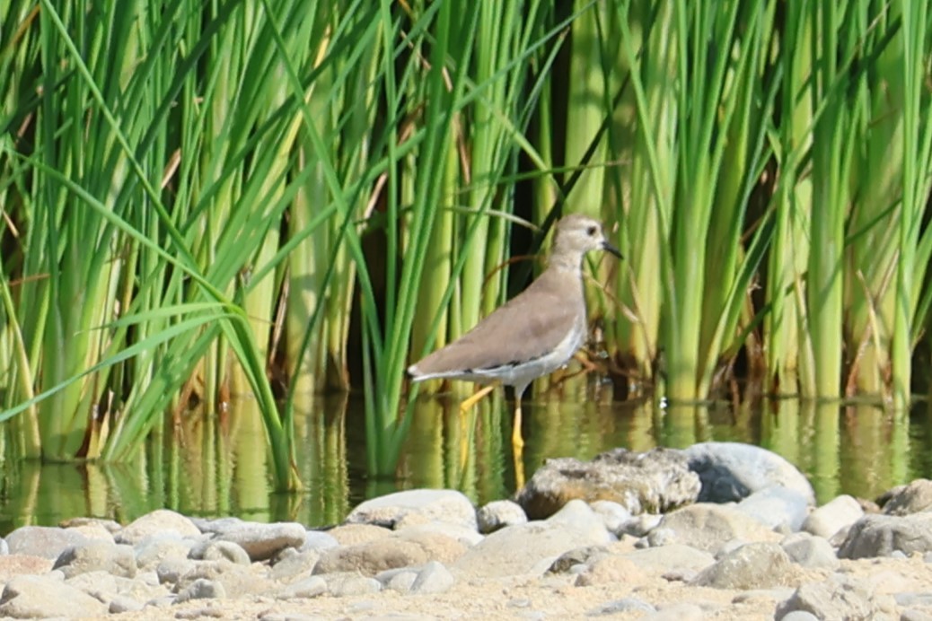 オジロゲリ - ML645542491