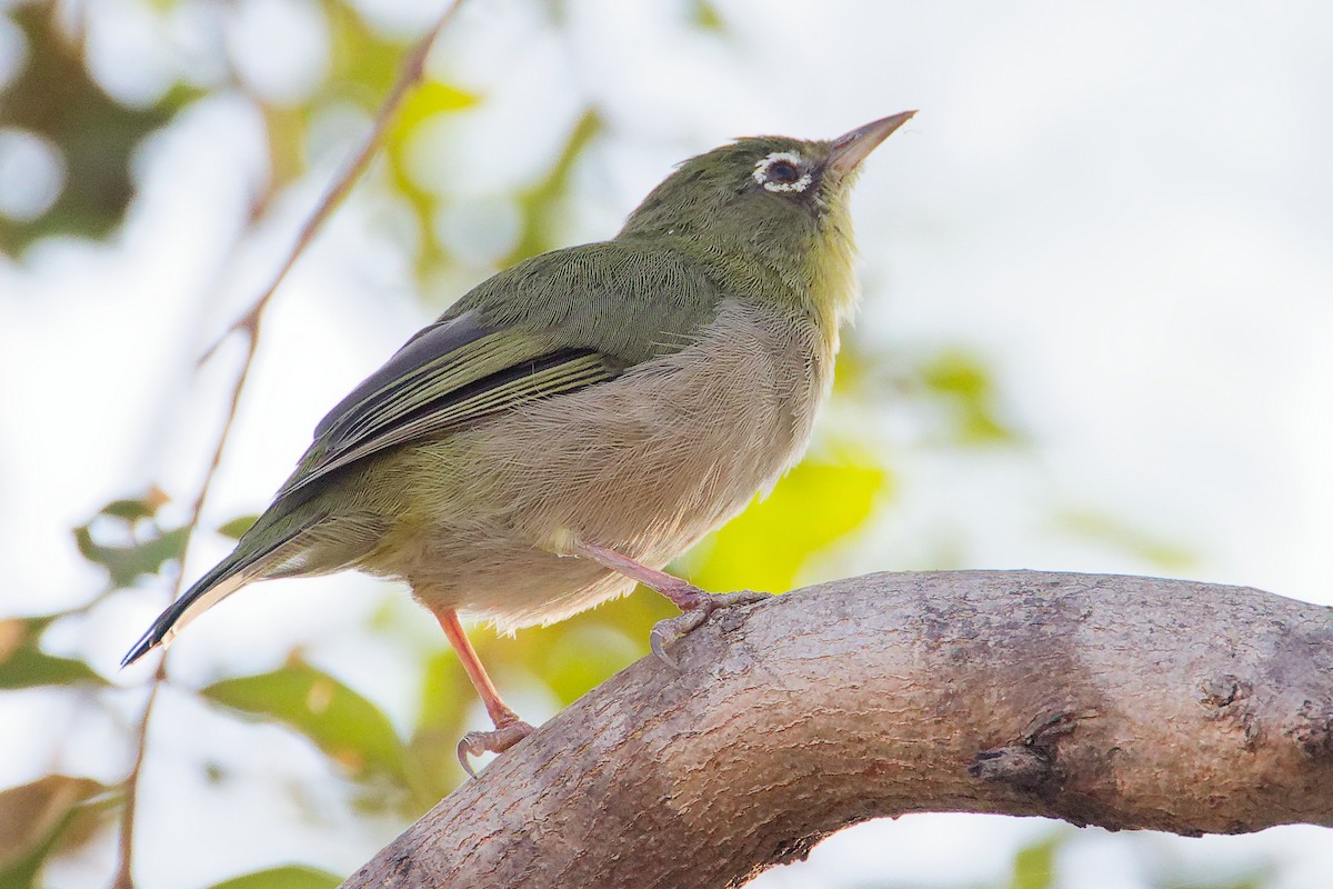 シロハラメジロ - ML645542492
