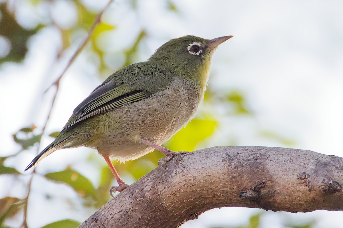 シロハラメジロ - ML645542494