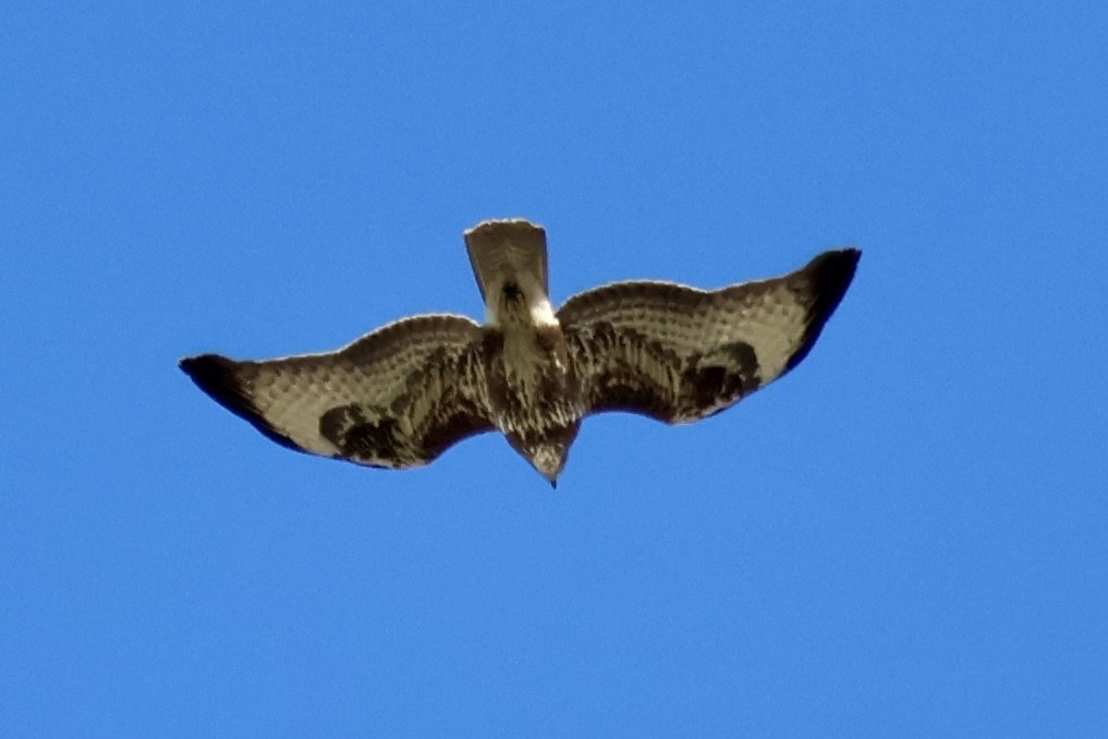 ヨーロッパノスリ - ML645542495