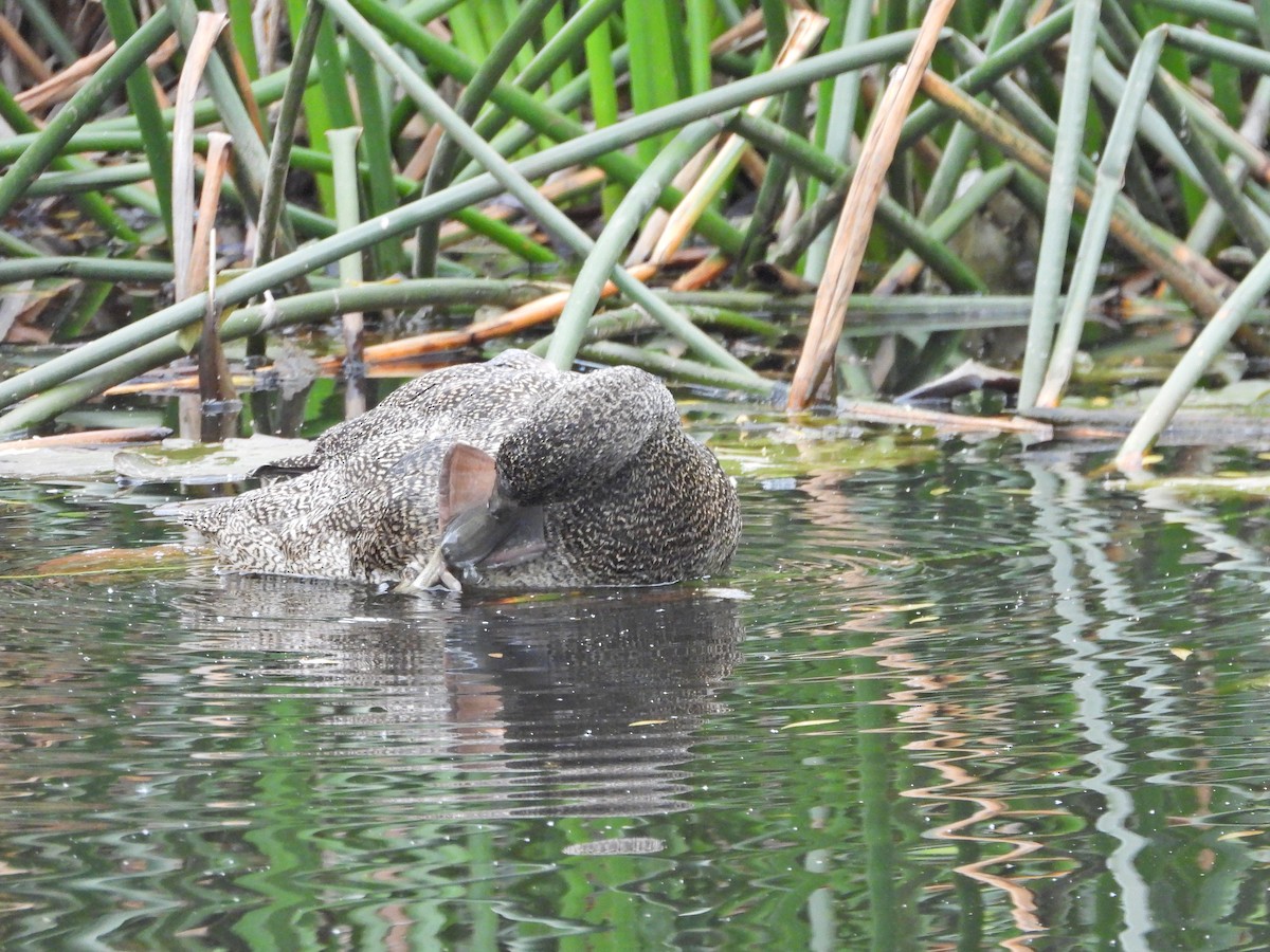 ゴマフガモ - ML645542496