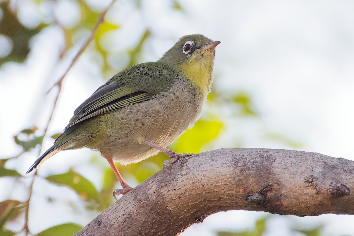 シロハラメジロ - ML645542497