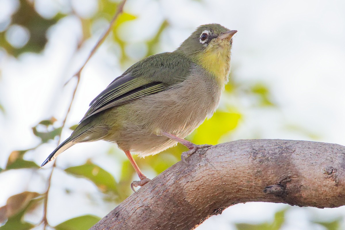 シロハラメジロ - ML645542498