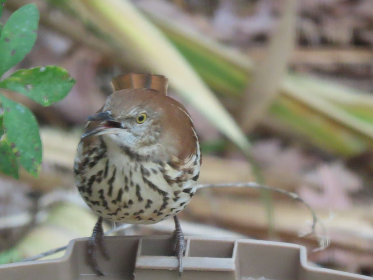 チャイロツグミモドキ - ML645542499