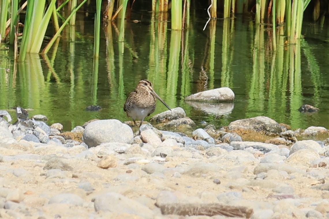 タシギ - ML645542500