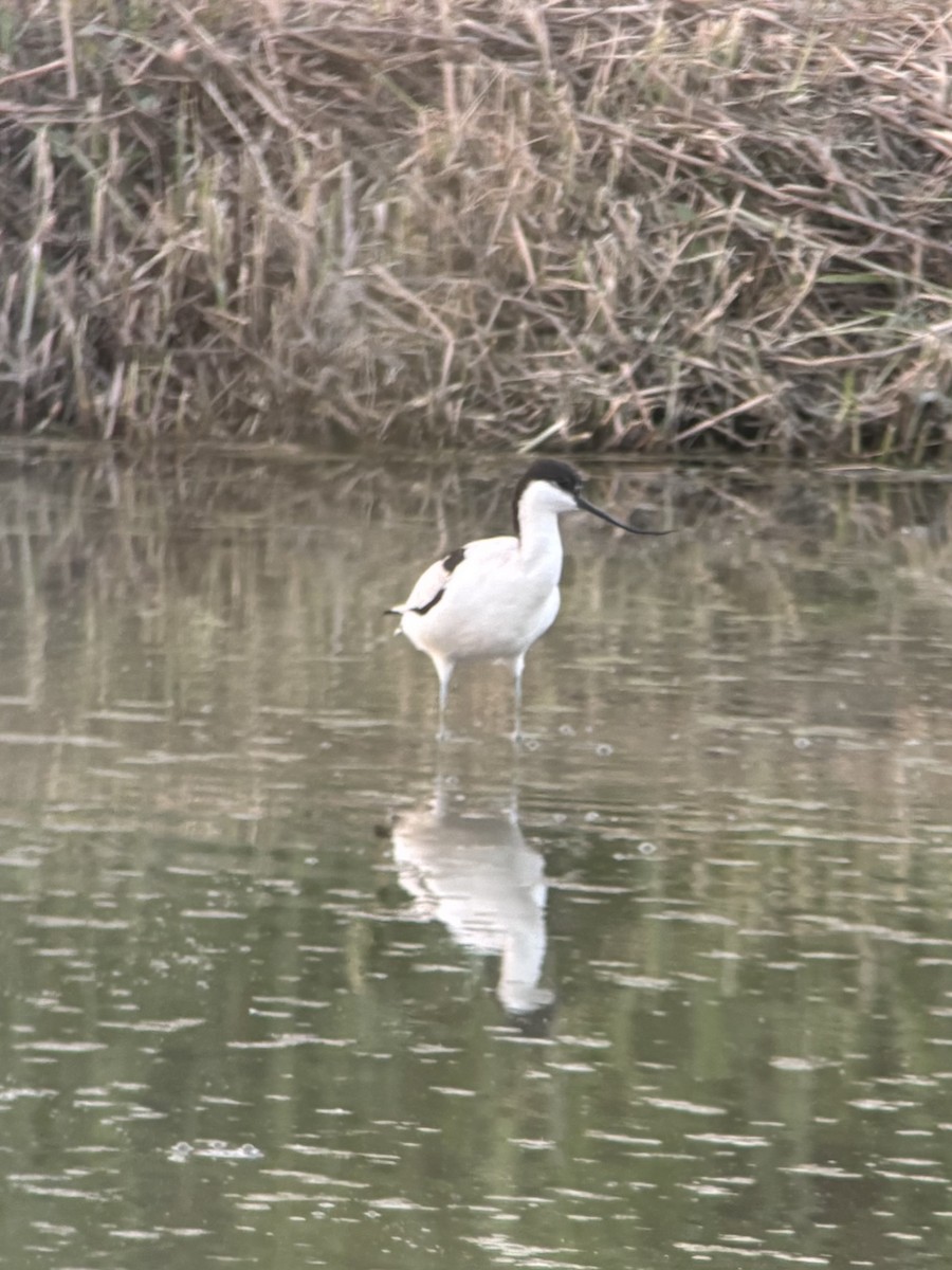 ソリハシセイタカシギ - ML645542501