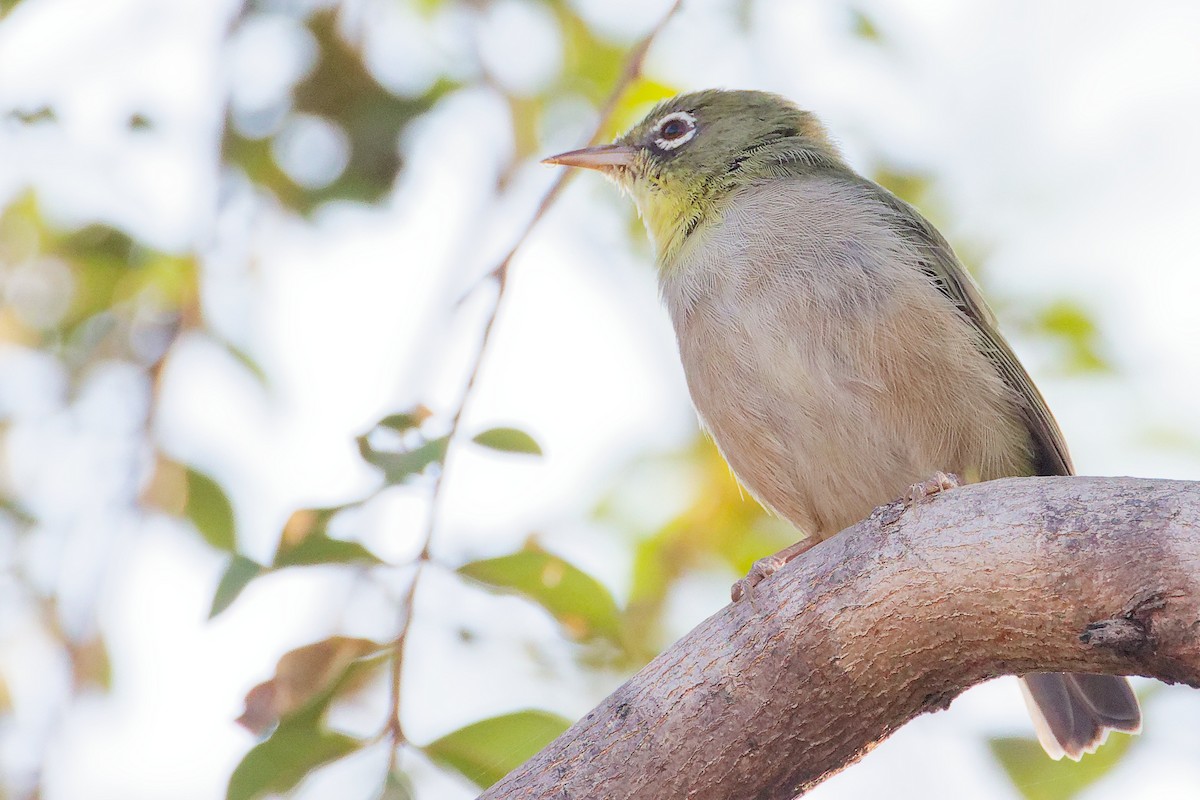 シロハラメジロ - ML645542502