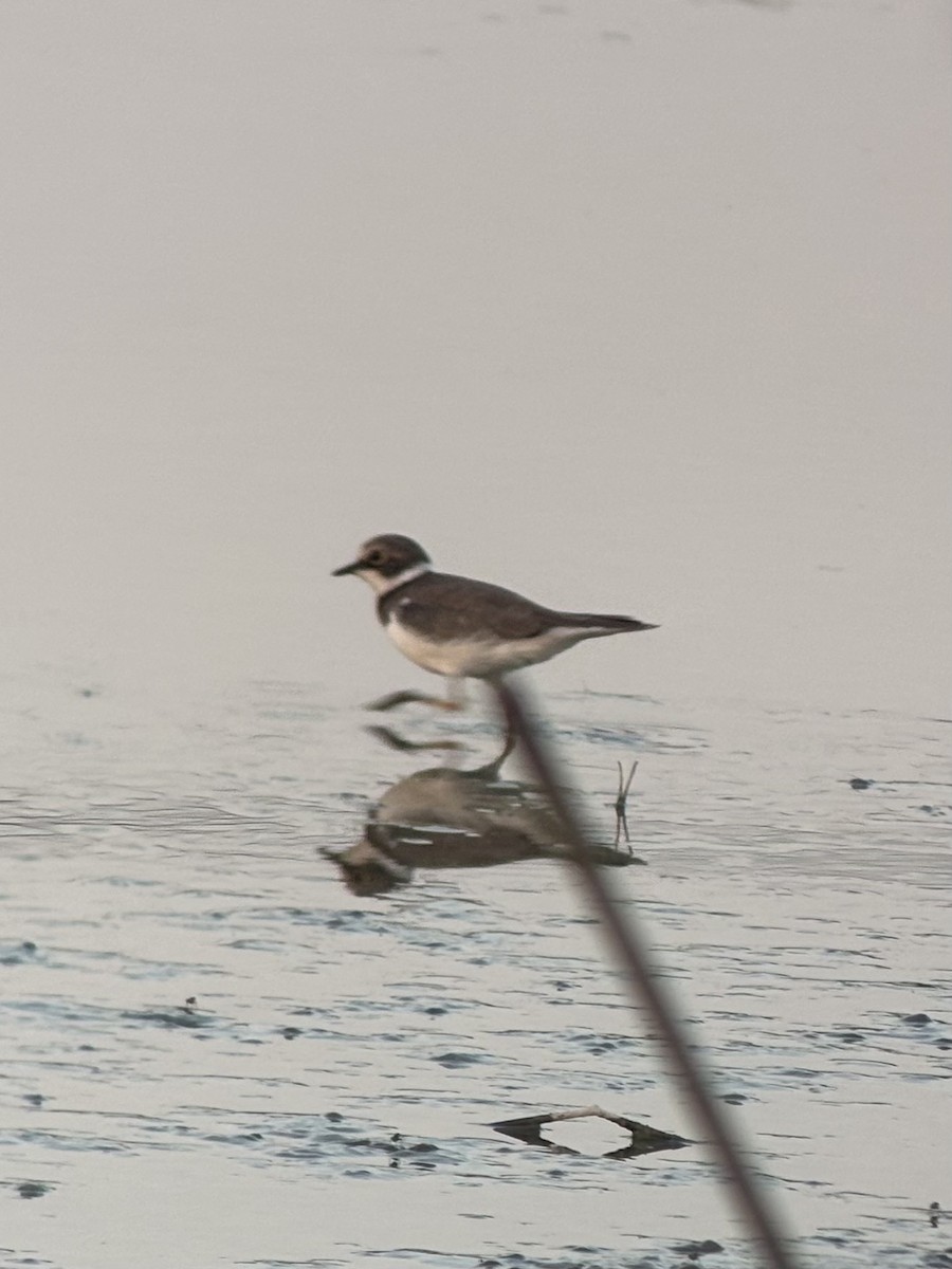 コチドリ - ML645542504