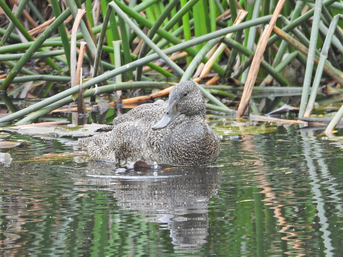 ゴマフガモ - ML645542505