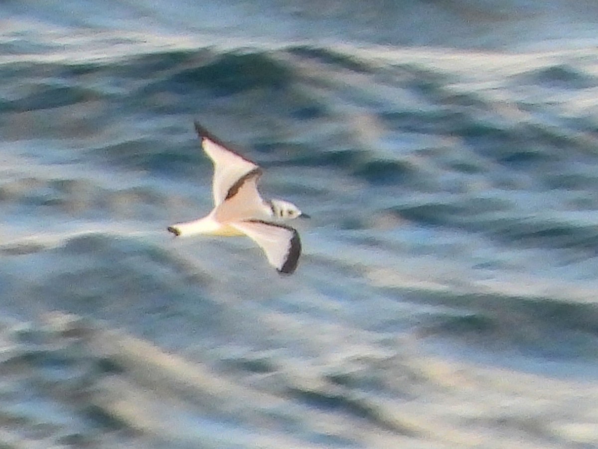 ミツユビカモメ - ML645542506