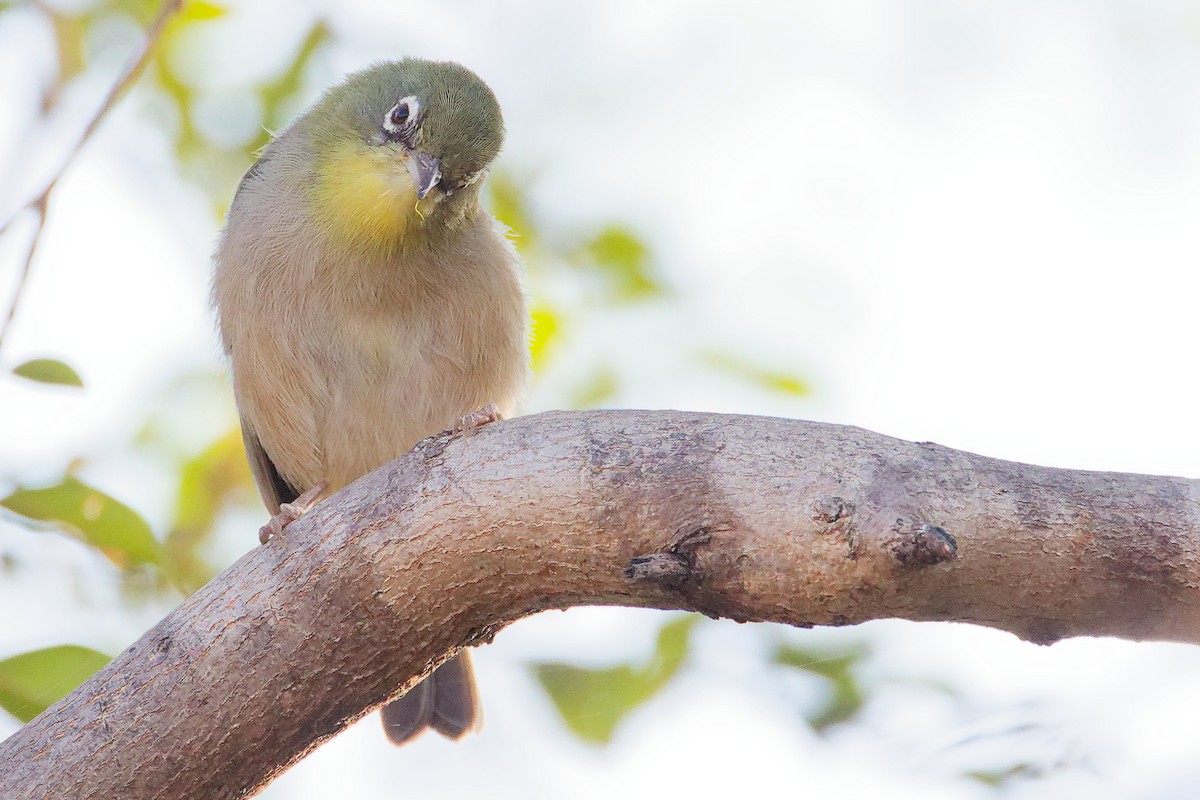 シロハラメジロ - ML645542507