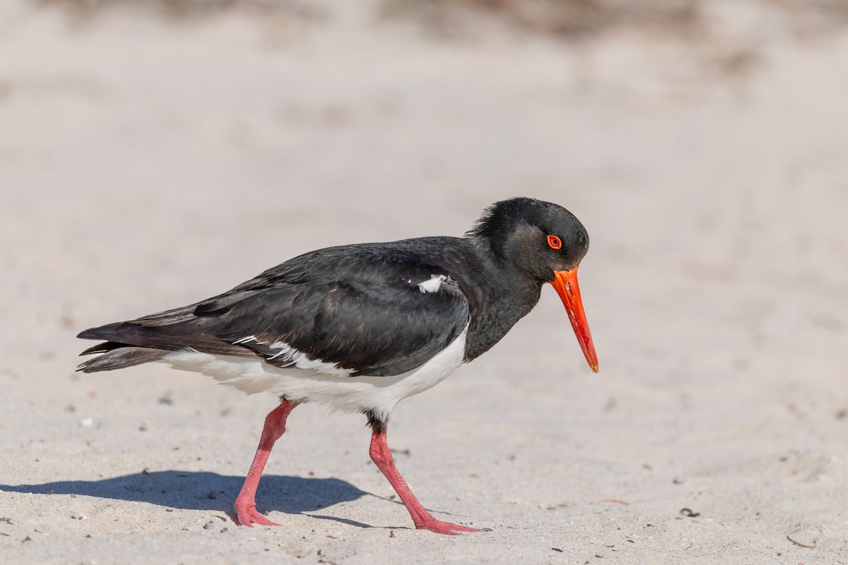 Pied Oystercatcher - ML645542509