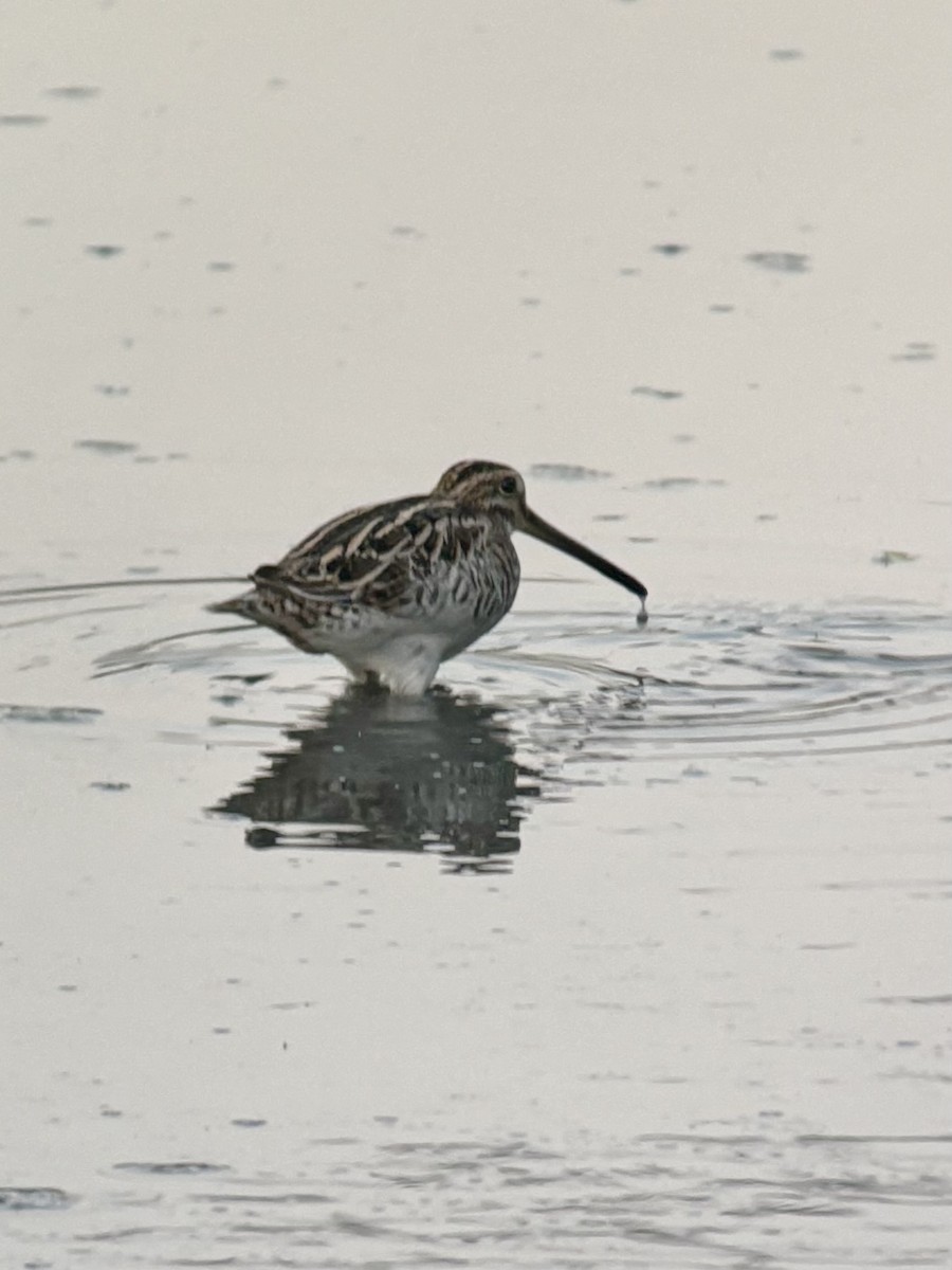 タシギ - ML645542510