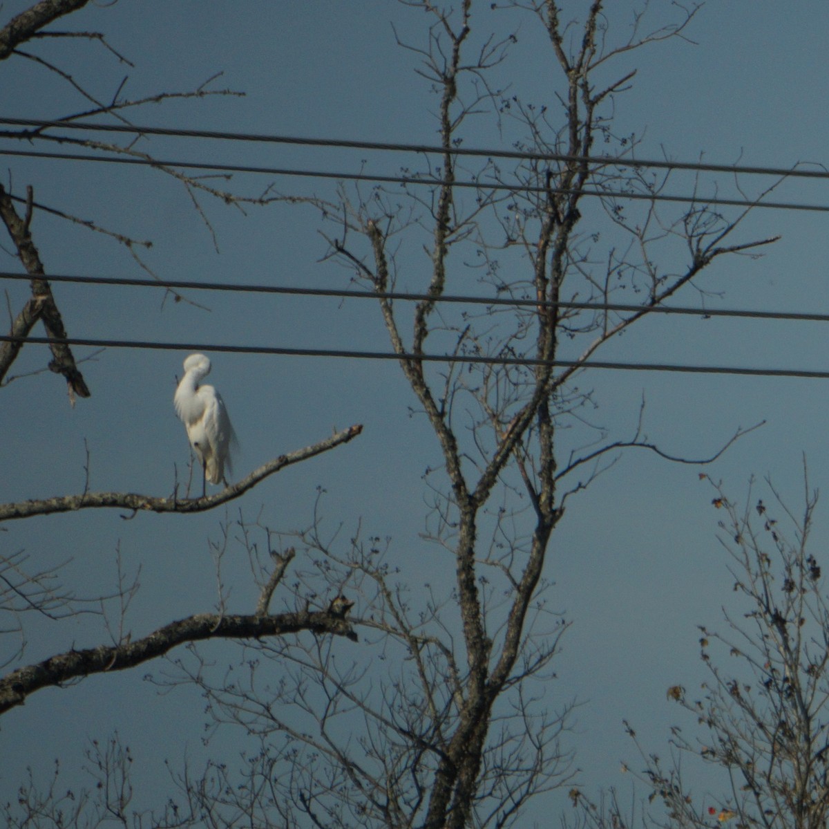 ダイサギ - ML645542511