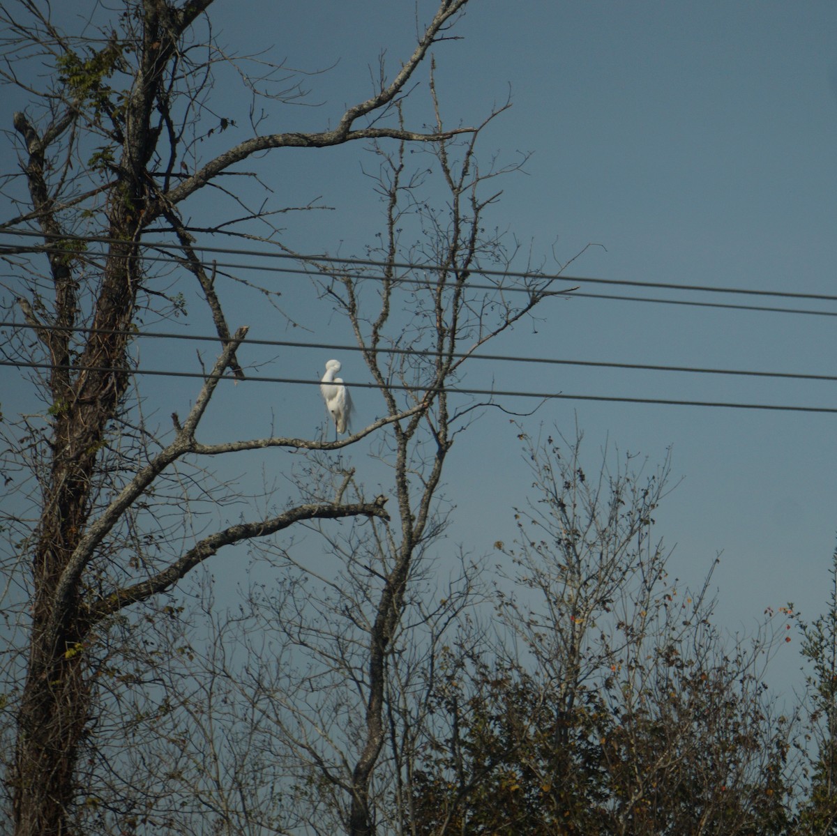 ダイサギ - ML645542512