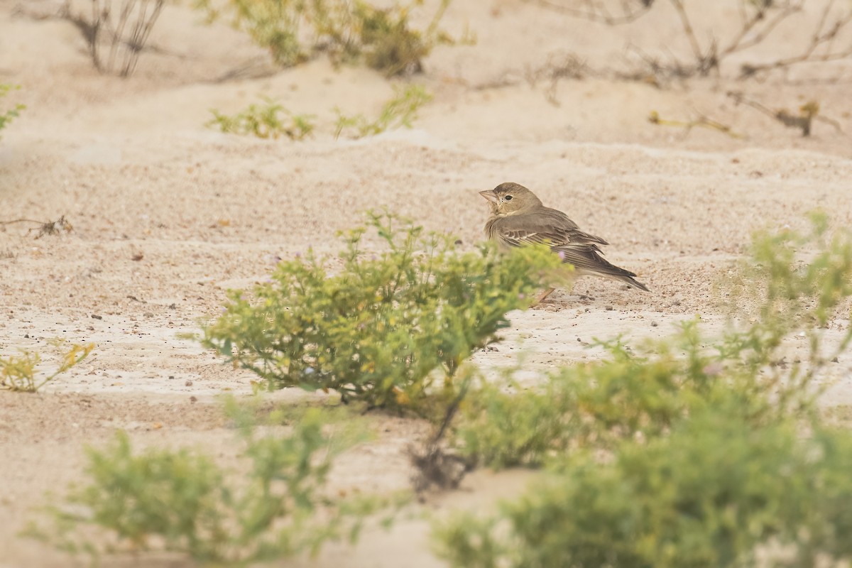 ウスイロイワスズメ - ML645542513