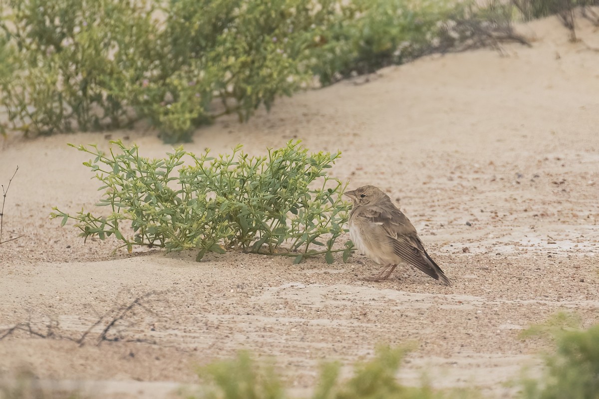 ウスイロイワスズメ - ML645542514