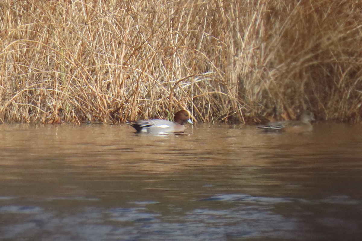 Fischione - ML645542516