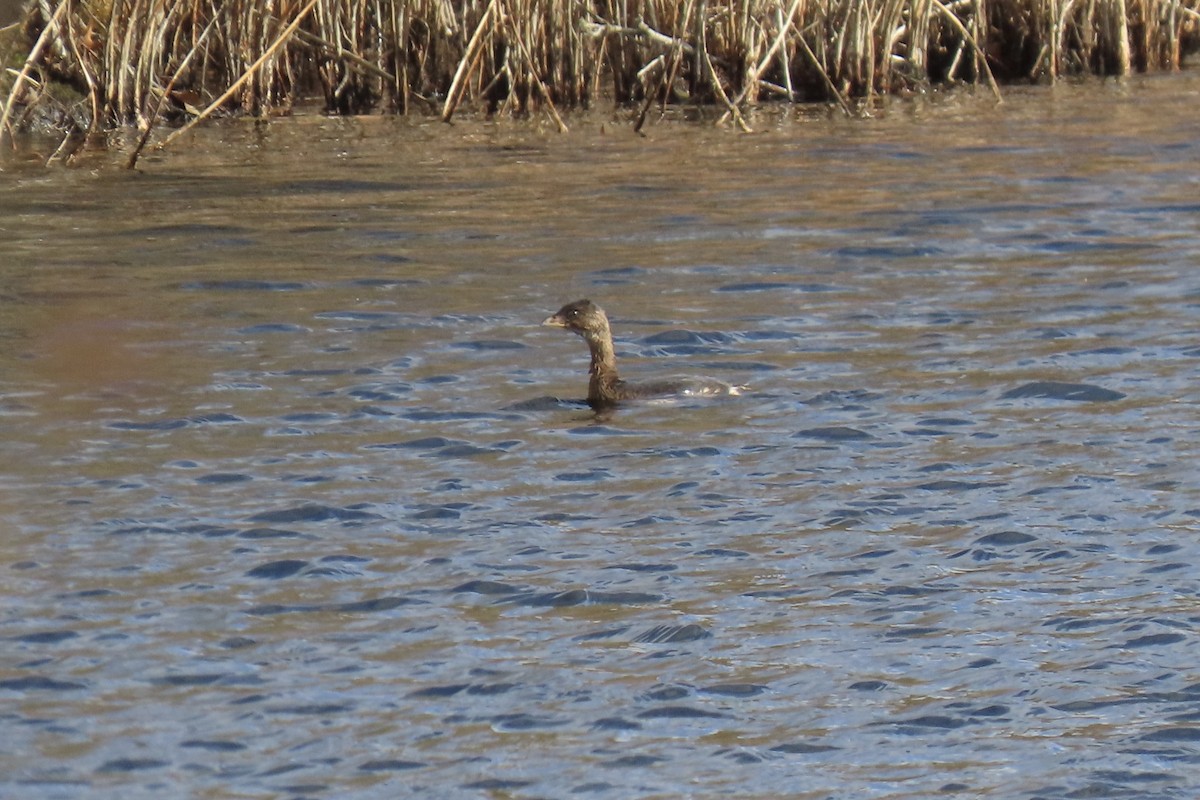 Pied-billed Grebe - ML645542519